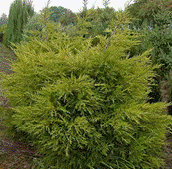         Juniperus media 